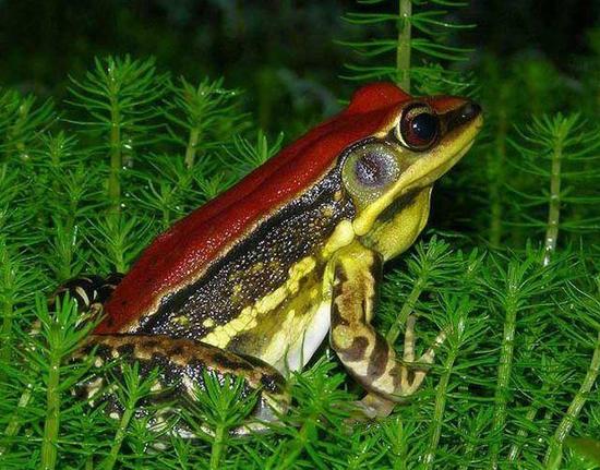 facts around us: Top 15 Beautiful Colorful Poison Frogs Photography