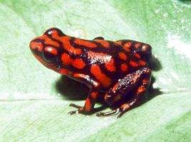 t_DendrobatesColombiaTolima06.jpg