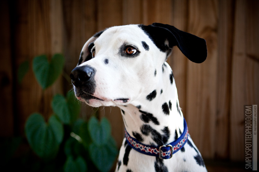 House of Spots - See Spot Run. See Spot Jump.: Collar Review | Dog