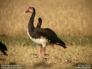 Spur winged Goose