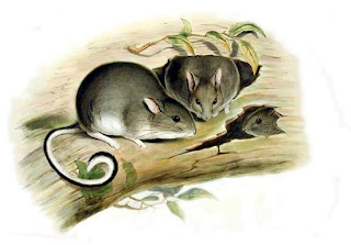 extinct rabbit rat