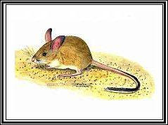 Darling Downs hopping mouse
