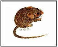 rata de las rocas Zyzomys paliatilis