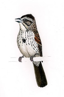 sabanero serrano Xenospiza bailey Mexico extinct birds
