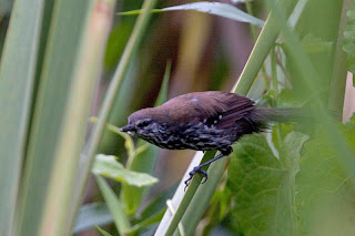 hormiguerito de Parana Formicivora acutirostris extinct birds in Brazil