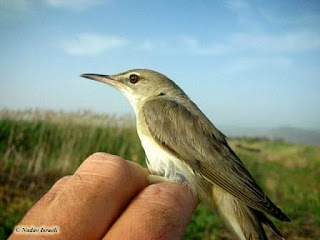 Basra reed Warbler