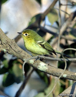Minas Gerais tyrannulet