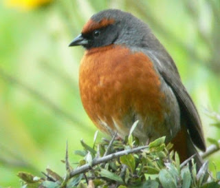 Rufous breasted warbling finch