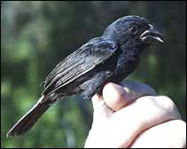 semillero de los carrizales Amaurospiza carrizalensis aves de venezuela en peligro de extincion