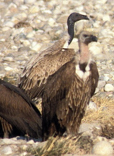 Slender billed vulture