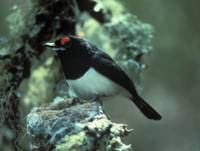 ojicarunculado bamenda Platysteira laticincta birds extinction in Camerun