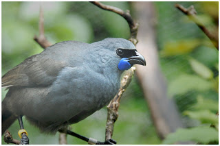 kokako Callaeas cinereus aves en peligro de extincion de Nueva Zelanda