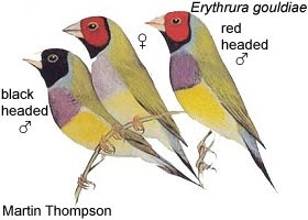 pinzon de Gould Erythrura gouldiae aves de Australia en peligro de extincion