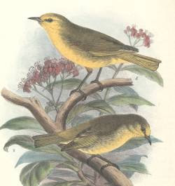 Paroreomyza montana hawaian islands birds