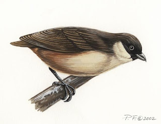 po´ouli Melamprosops phaeosoma birds hawaian extinction