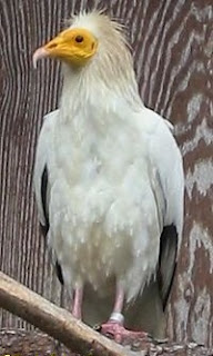 alimoche Neophron percnocterus aves de Europa en peligro