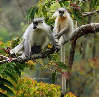 Gee´s golden langur