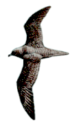 Fiji petrel
