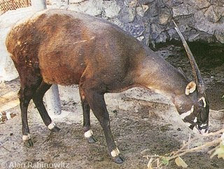 saola Pseudoryx nghetinhensis