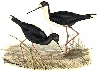 cigüeñela negra Himantopus novaezelandiae new zealand endangered birds