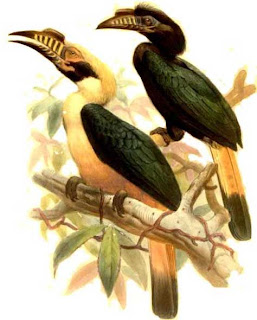 Calao de Mindoro Penelopides mindorensis en extincion