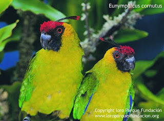 perico cornudo Eunymphicus cornutus