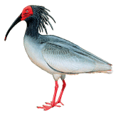 ibis crestada Nipponia nipon aves de China en extincion