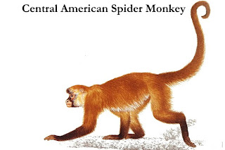 geoffroy`s spider monkey