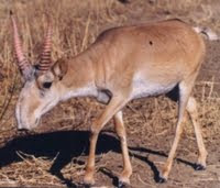 saiga Saiga tatarica