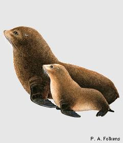 oso marino de las Galápagos Arctocephalus galapagoensis