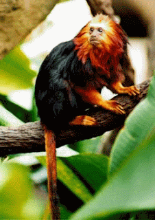 golden headed lion tamarin