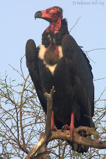 Buitre de cabeza roja en extincion Sarcogyps calvus