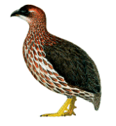 Francolín somalí Francolinus (Pternistis) ochropectus