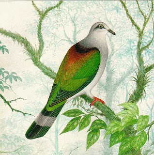 Mindoro imperial pigeon