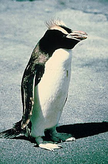 Pinguino crestado Eudyptes sclateri