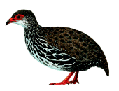 Francolín de Nahan Francolinus Ptilopachus nahani