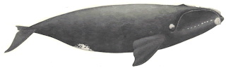 ballena franca del pacifico norte Eubalaena japonica