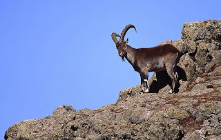 cabra montesa de Etiopia Capra wallie