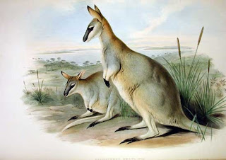 extinct wallabys