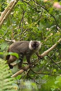 Sanford´s brown lemur