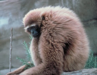 Agile gibbon