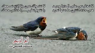 راشد شوقي إليك يا قلبي ومسافري