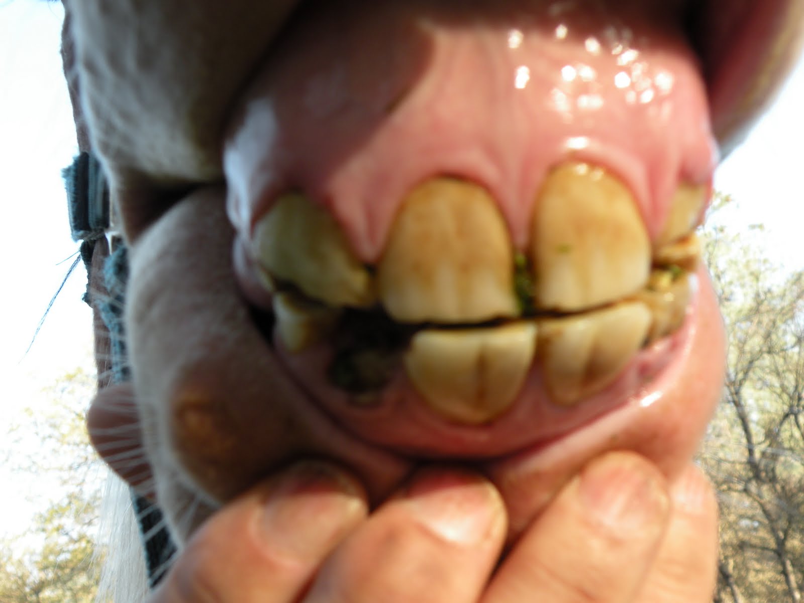 Kathy's Equine Dentistry Aging a Horse by Teeth Part 1