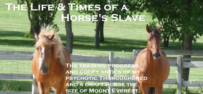 The Life and Times of a Horse's Slave
