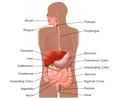 Irritable Bowel Syndrome (IBS)- Causes, Symptoms, Diagnosis, and
