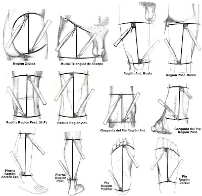 locomotor: Incisiones Cutáneas Miembro Inferior