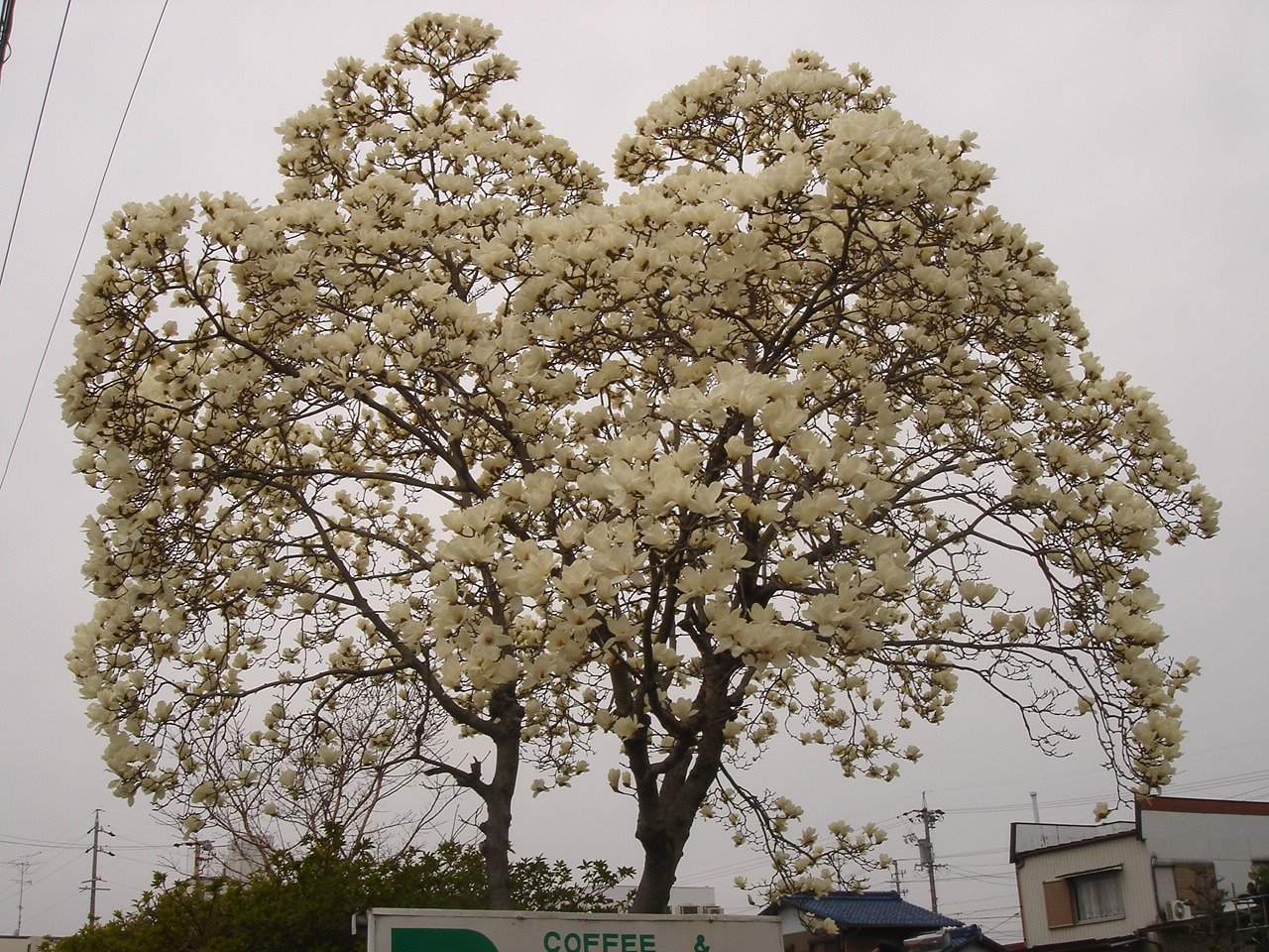 [DSC02489.JPG]