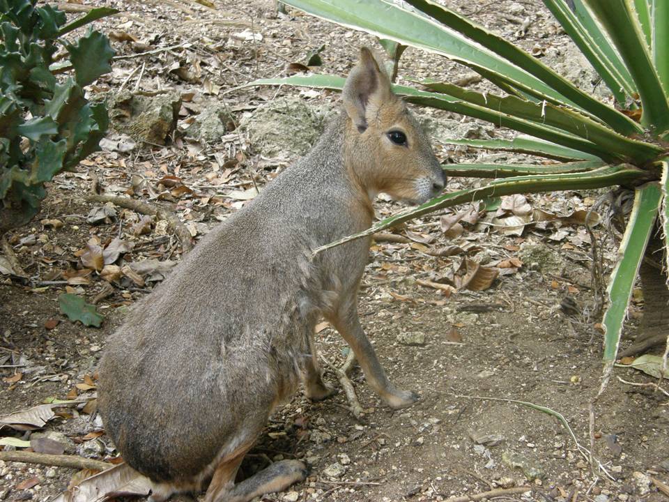 A Bajan Tour Girl Exploring Barbados: The Barbados Wildlife Reserve