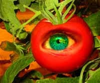 Tomate que mexeram no gene errado.