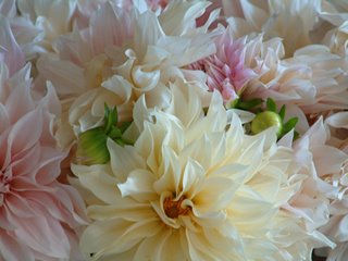 [dahlias3.jpg]